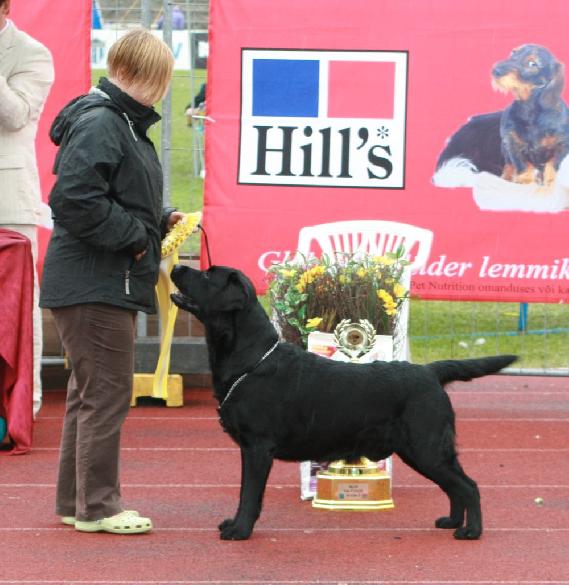 6.6.2010 Tallinn INT (ESTW-10), judge in breed and BIS Luis Pinto Teixeira (Portugal): Martti BOB CACIB BIG-1 BIS-3