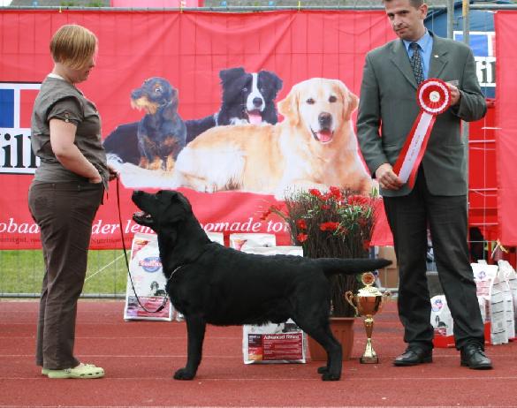 6.6.2010 Tallinn INT (ESTW-10), group judge Tino Pehar (Croatia): Martti BOB CACIB BIG-1 BIS-3