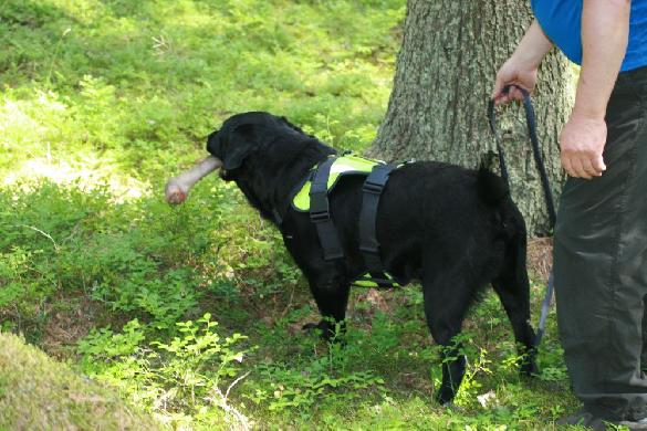 Blood tracking training