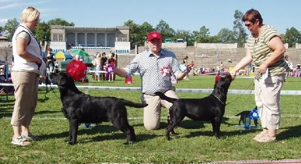 19.8.2006 Tallinn (Labrador Retriever Specialty), Martti BOB-junior and Milly BOS-junior (judge Jan Roger Sauge, kennel Mambrinos, Norway)