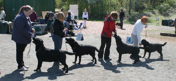 24.5.2009 Rauma all-breed show, BOB-breeder (Taittinger, Second To None, Umpteenth Time, Seriously)
