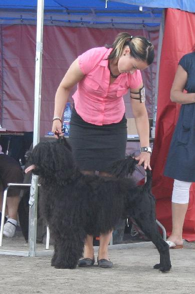 8.8.2009 Rico with his handler Riikka Aholammi (Clearing Pond's goldens)