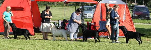 22.8.2009 Luige, Retriever Specialty, Estonia: BOB and BIS-2 breeder (Martti, Micky, Sputnik and Pertti)