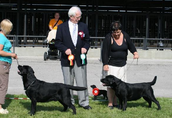 22.8.2009 Luige, Retriever Specialty, Estonia: Martti BOB BIS-2, judge John R. Crook and Milly BOS