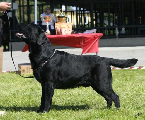 22.8.2009 Luige, Retriever Specialty, Estonia: winner of Champion class, BM-1, BOB and BIS-2