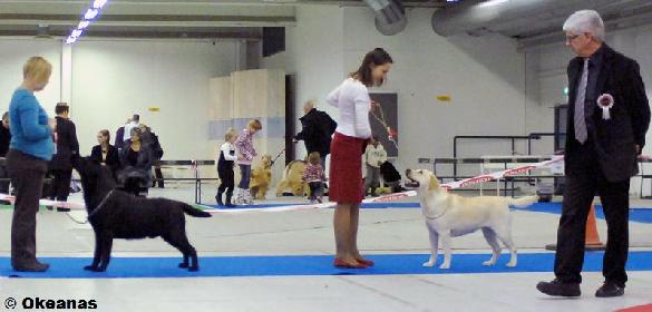 29.11.2009 Turku INT, judge Josef Fertig (Germany): BOB CACIB A's Taittinger and BOS CACIB CAC Kanga Gorska Fantazja